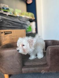 Cucciolo maltese coreano