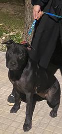 Cuccioli amstaff/ maremmano-pitbull