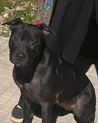 Cuccioli amstaff/ maremmano-pitbull