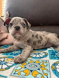 Bulldog