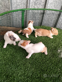 Conigli Testa di Leone