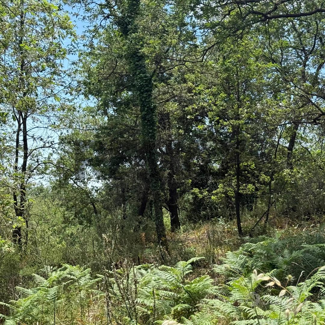 Terreno - Zafferana Etnea - Vista 5