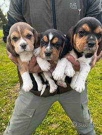 Cuccioli Beagle con pedigree