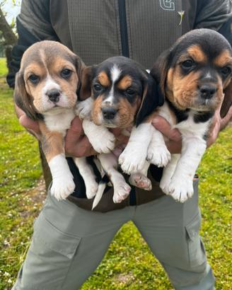 Cuccioli Beagle con pedigree