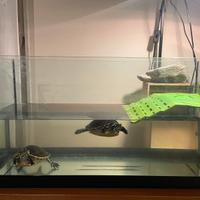 Acquario/Lampada/Filtro per tartarughe