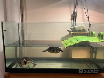 Acquario/Lampada/Filtro per tartarughe