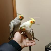 Calopsite pulli allevati a mano