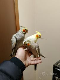 Calopsite pulli allevati a mano