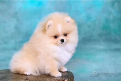 Spitz Di Pomerania Mini