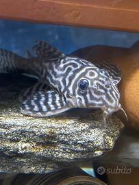 Hypancistrus L 236