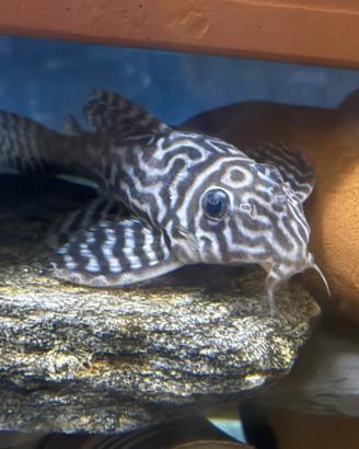 Hypancistrus L 236