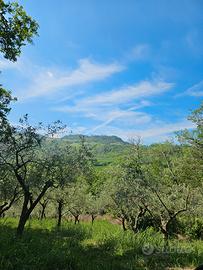 terreni agricoli/uliveti