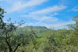 terreni agricoli/uliveti