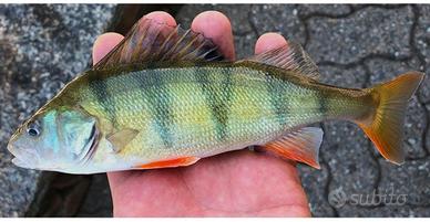 Pesce persico reale