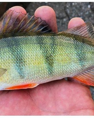Pesce persico reale
