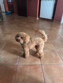 Barboncino Toy con pedigree per monta