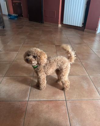 Barboncino Toy con pedigree per monta