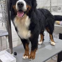 Bovaro del Bernese PER MONTA