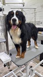 Bovaro del Bernese PER MONTA