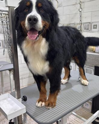 Bovaro del Bernese PER MONTA