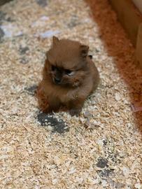 Cuccioli spitz