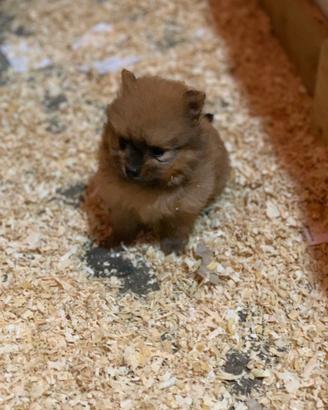 Cuccioli spitz