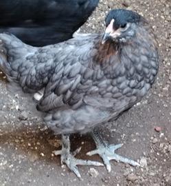 Galline ornamentali