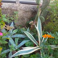 piante tipiche macchia mediterranea 