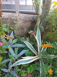 piante tipiche macchia mediterranea 