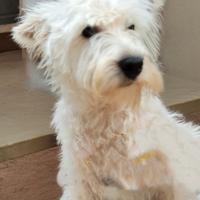Westie adozione