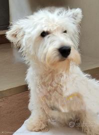 Westie adozione