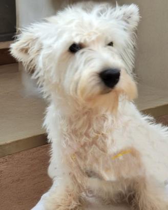 Westie adozione