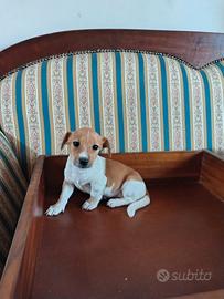 Jack Russell Gamba Corta