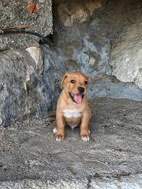 Ultimo cucciolo pitbull vaccinato 2 mesi
