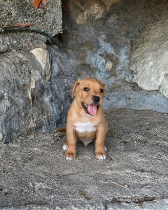 Ultimo cucciolo pitbull vaccinato 2 mesi