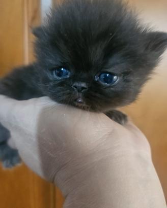 Gatto persiano grigio o nero fume'