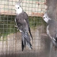 Calopsite faccia bianca