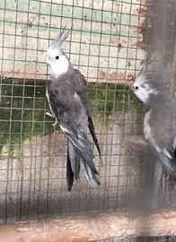 Calopsite faccia bianca