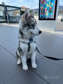 Siberian Husky