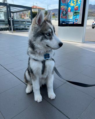 Siberian Husky