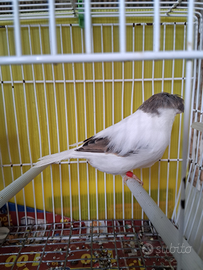 Canarino Gloster maschio 2025