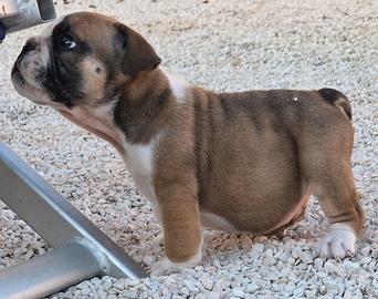 Bulldog inglese
