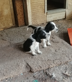 Disponibili cuccioli di setter inglese