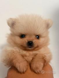 Volpino di Pomerania Spitz tedesco nano Pedigree