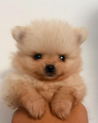 Volpino di Pomerania Spitz tedesco nano Pedigree