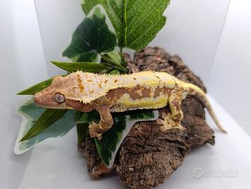 Ciliatus / Geco Crestato ID: FC