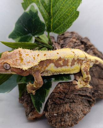 Ciliatus / Geco Crestato ID: FC