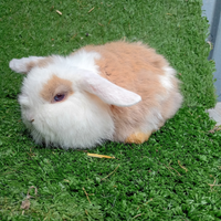 Cuccioli ariete Minilop