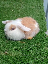 Cuccioli ariete Minilop