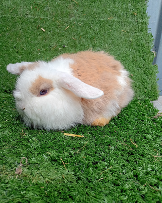Cuccioli ariete Minilop